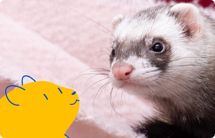 Ferret sales pet shop